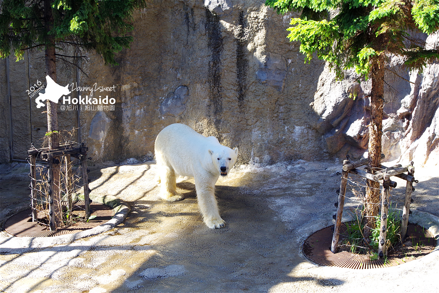 2016-0629-旭山動物園-54.jpg