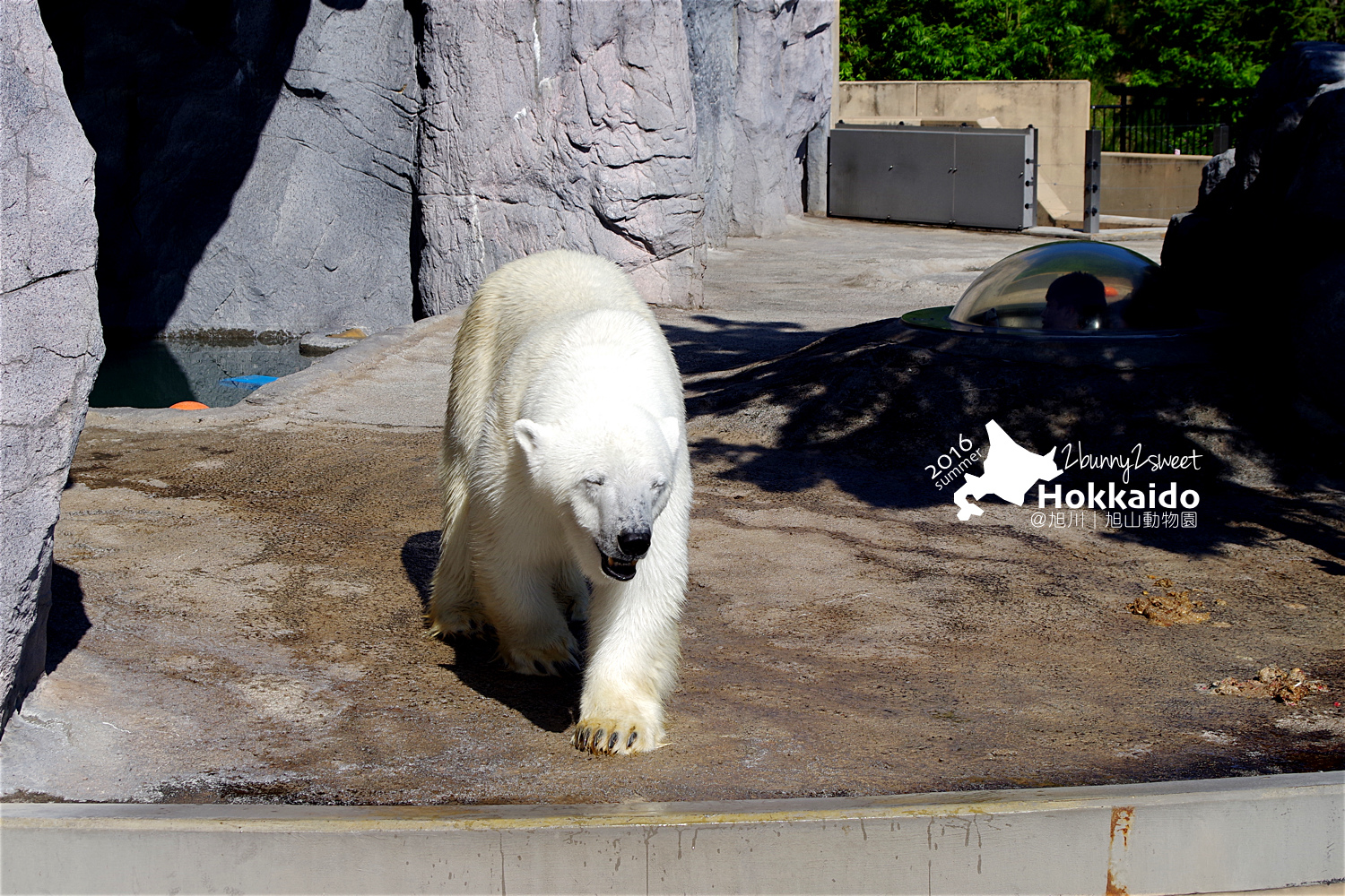 2016-0629-旭山動物園-55.jpg