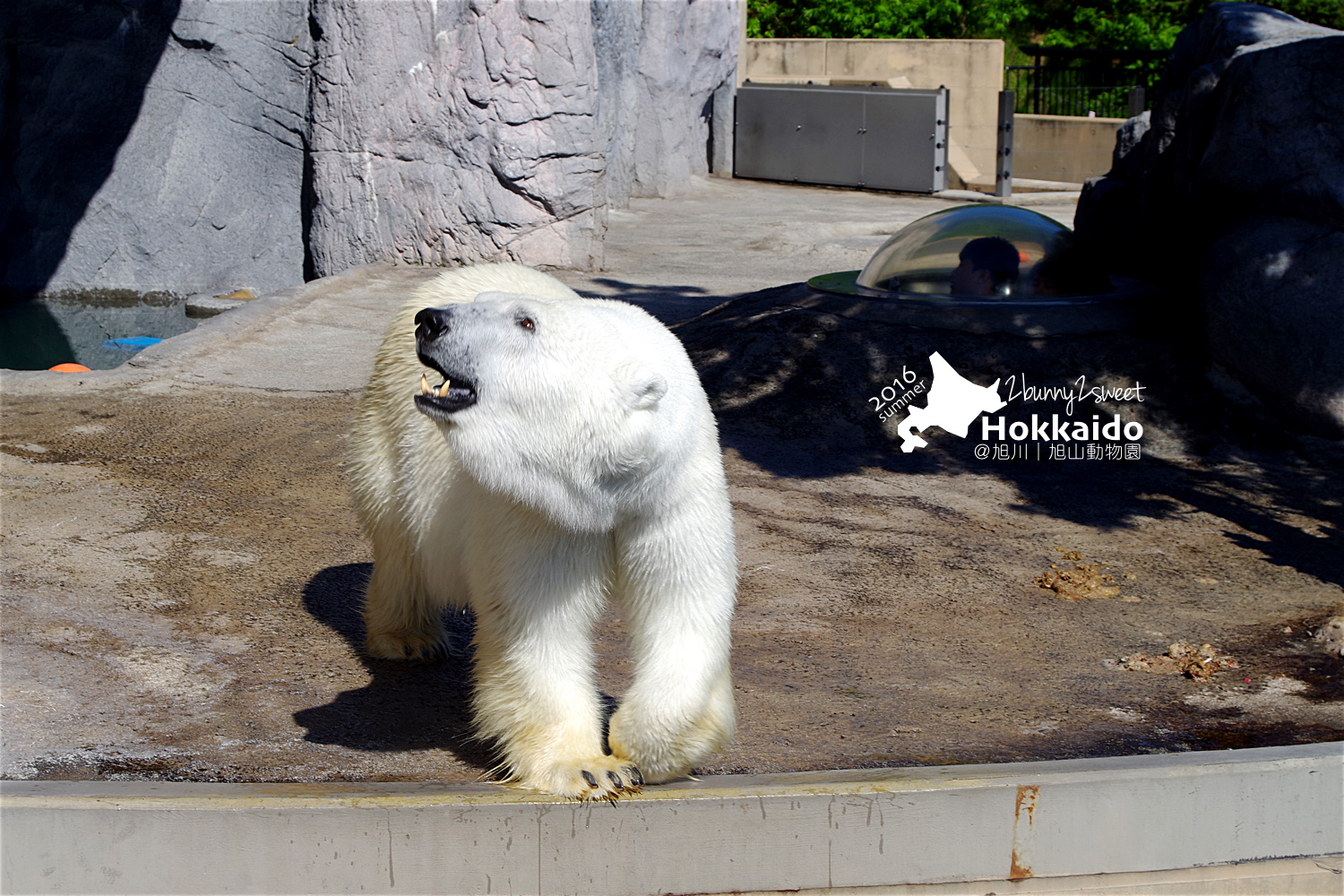 2016-0629-旭山動物園-56.jpg