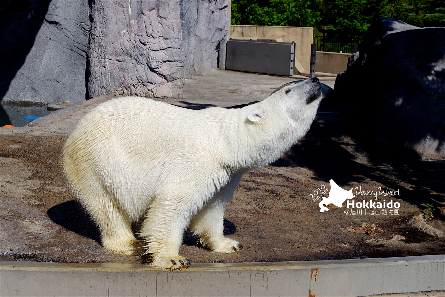 2016-0629-旭山動物園-57.jpg