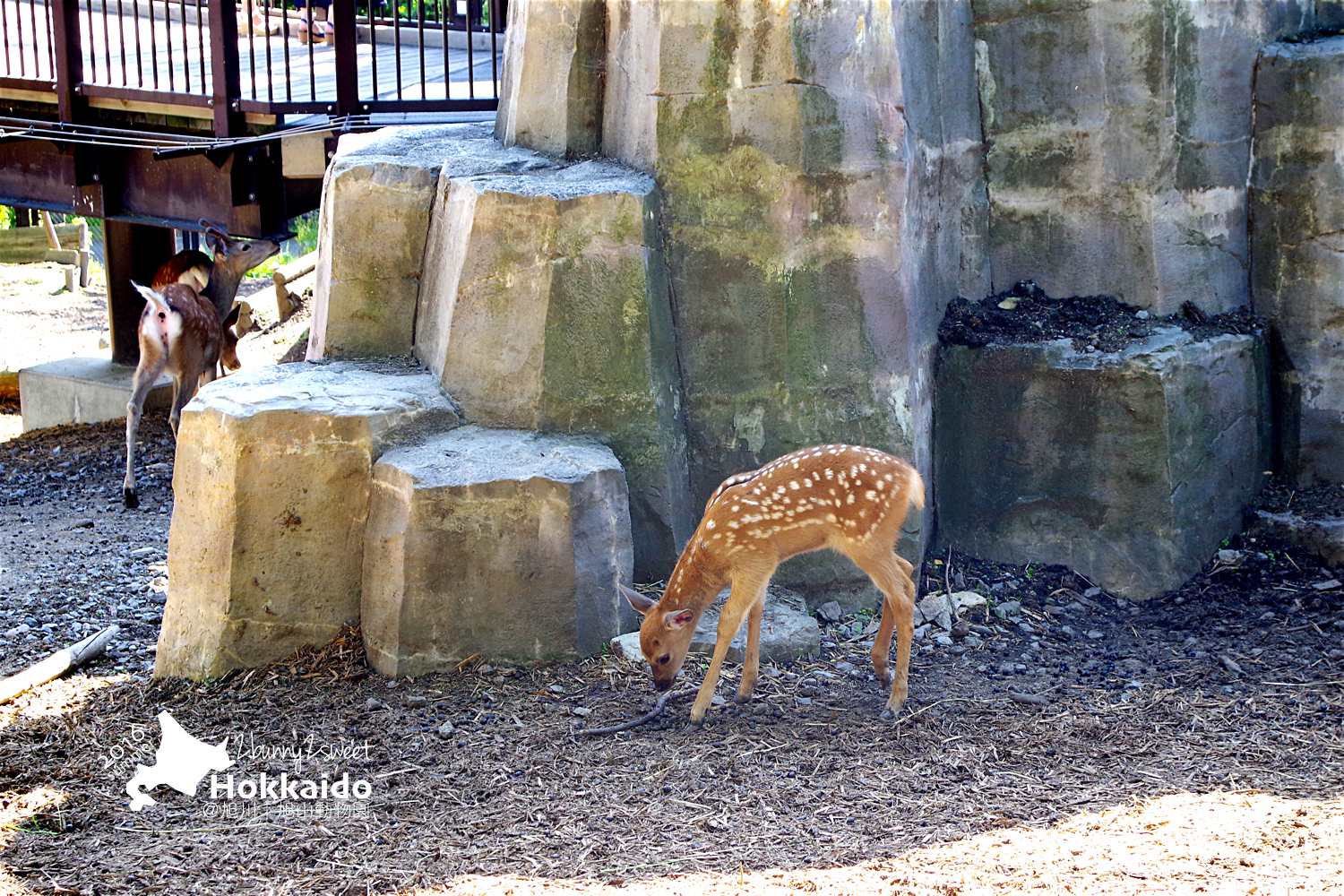 2016-0629-旭山動物園-66.jpg