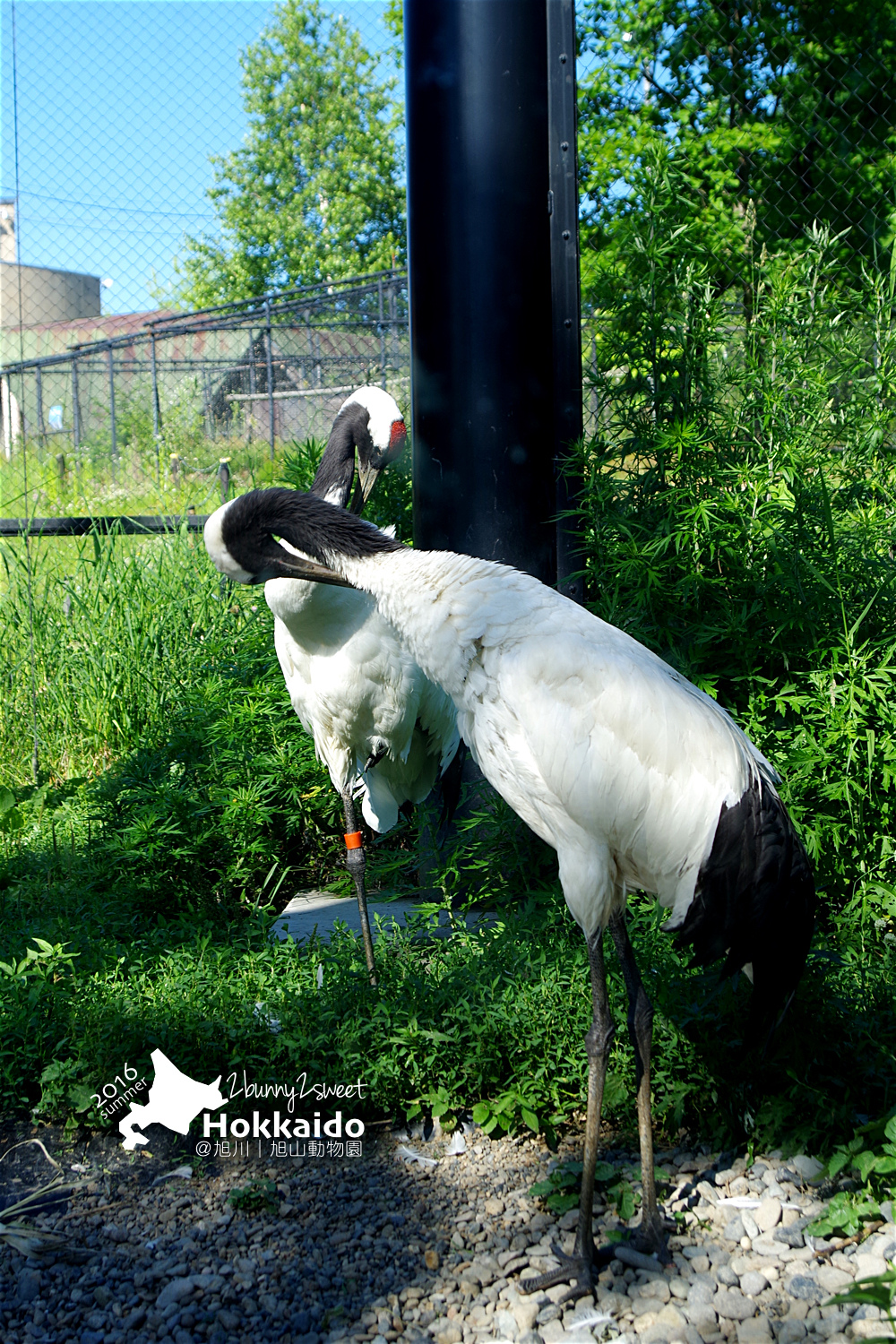 2016-0629-旭山動物園-68.jpg