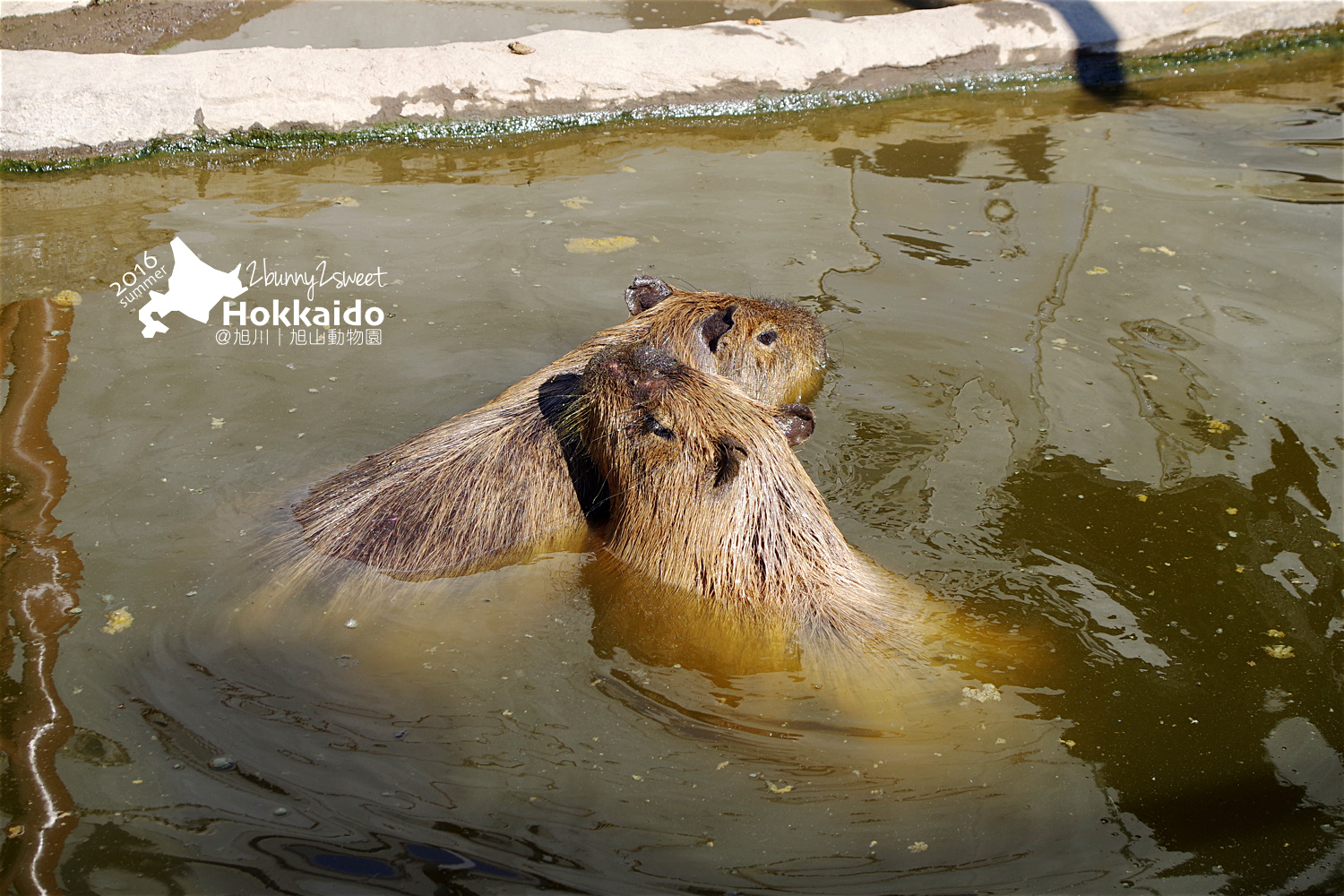 2016-0629-旭山動物園-77.jpg