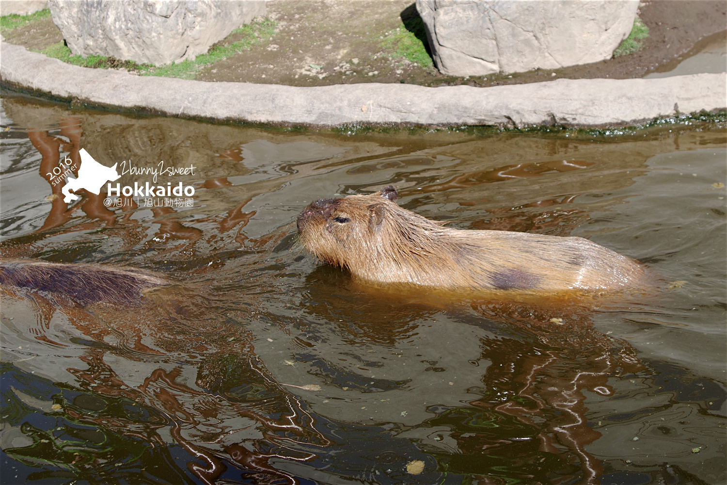 2016-0629-旭山動物園-78.jpg