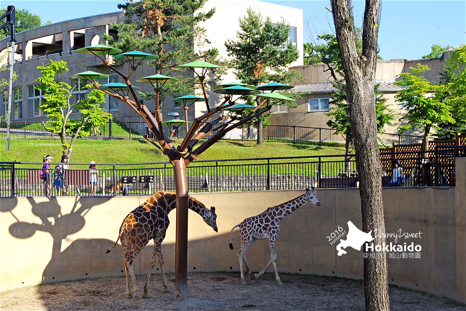 2016-0629-旭山動物園-91.jpg