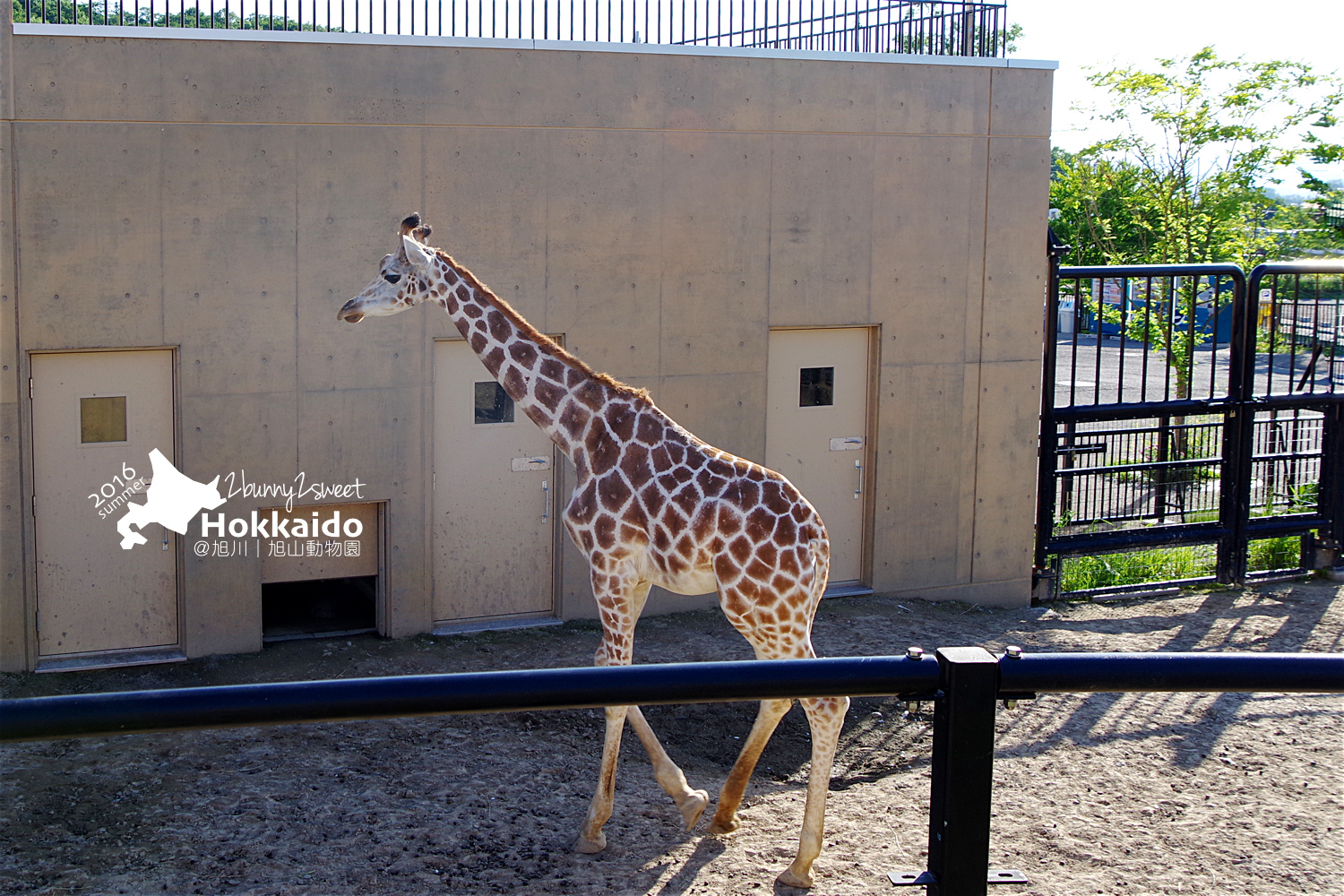 2016-0629-旭山動物園-92.jpg