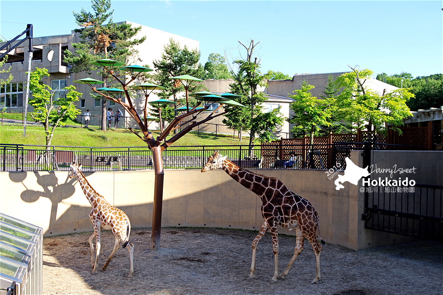 2016-0629-旭山動物園-93.jpg