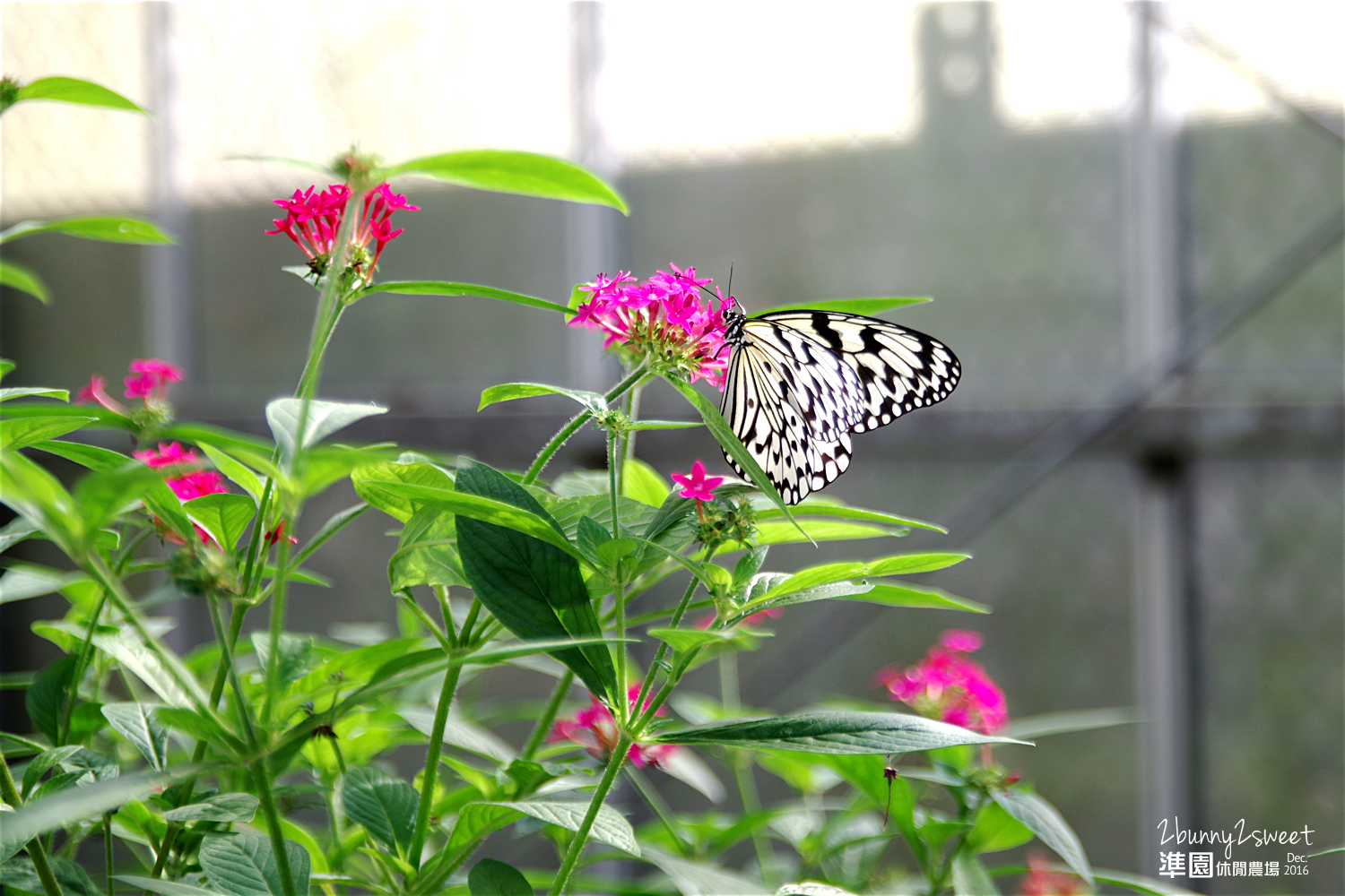2016-1218-準園休閒農場23.jpg 2016-1218-準園休閒農場23.jpg