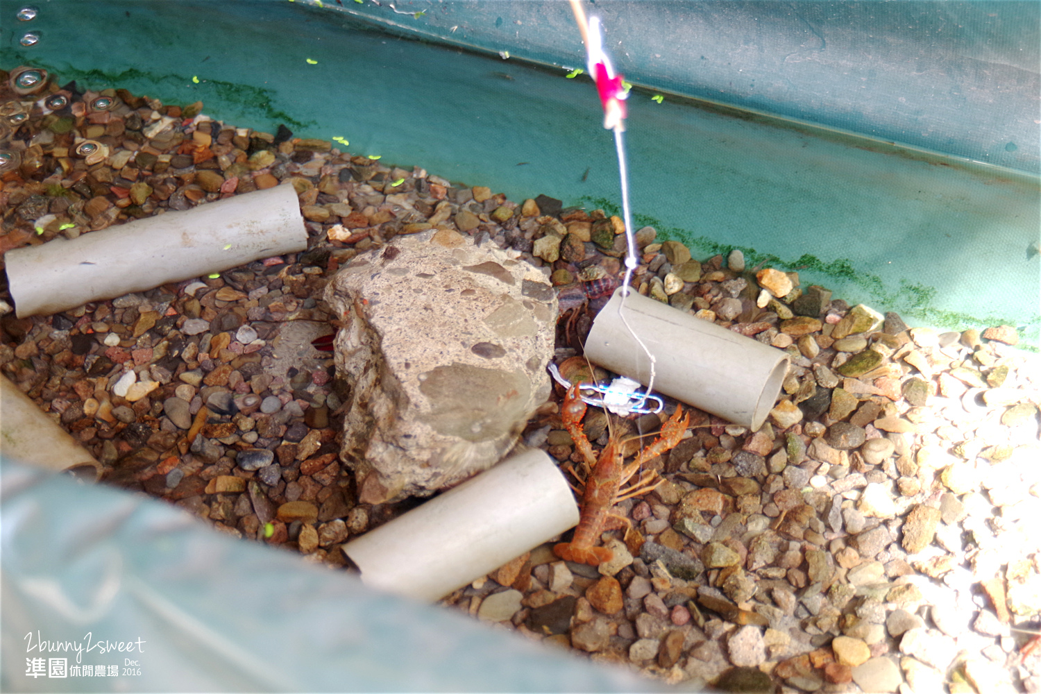 2016-1218-準園休閒農場29.jpg 2016-1218-準園休閒農場29.jpg