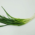 scallion02.JPG