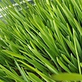 chives002.jpg