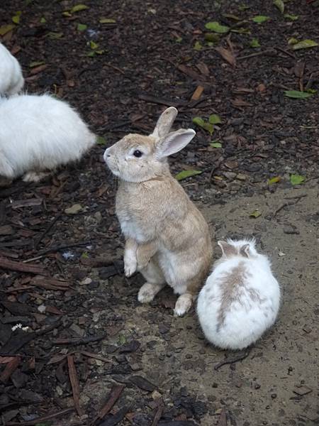 可愛小兔兔