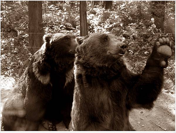 我们还去野生动物园区坐上游园车~就要去看可爱的黑熊啦, ~虽然说也有