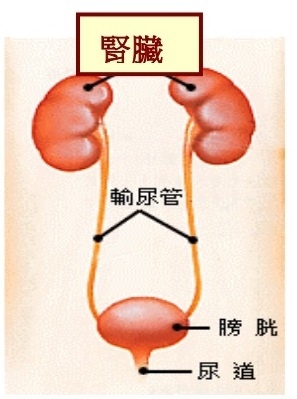 膀胱.jpg