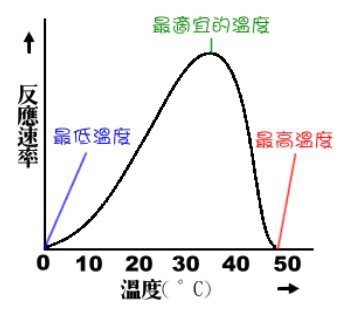 酵素分應速率.jpg