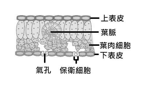 葉的構造(灰階).jpg
