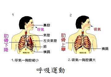 109國中會考補考自然科第13題解析 大小劉老師的自然試題園地 痞客邦
