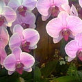 20100313066.jpg