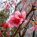 登輝大道的櫻花樹