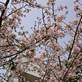沿途也有零星幾株櫻花樹