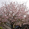門口兩旁各有一株很滿的櫻花樹