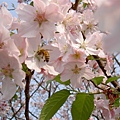 整株櫻樹都是蜜蜂