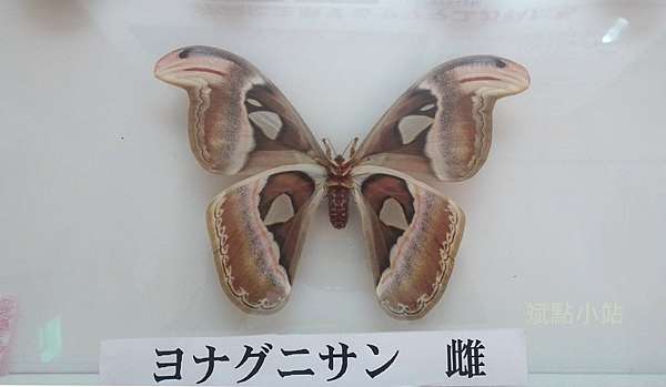 日本最大蛾 參觀與那國島的 與那國皇蛾館 斌點小站 日本 痞客邦 日本最大蛾 參觀與那國島的 與那國皇蛾館 斌點小站 日本 痞客邦