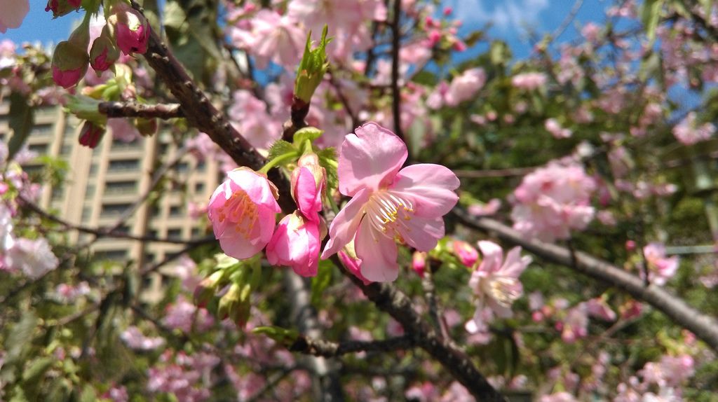 24956794124_b14ed07971_o.jpg 24956794124_b14ed07971_o.jpg