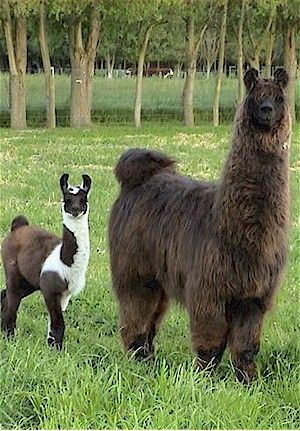 llama