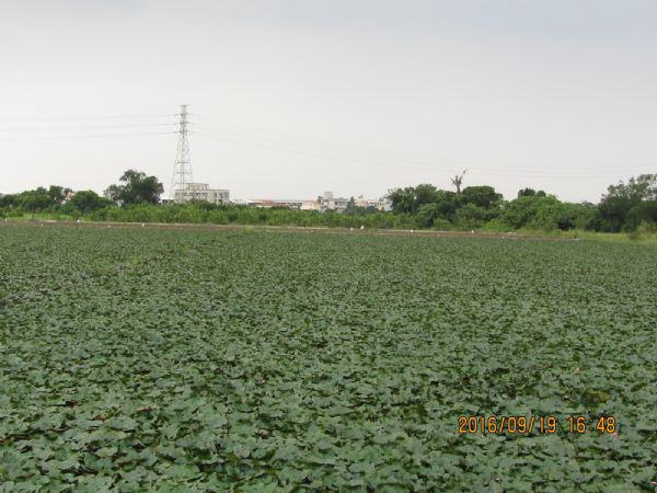 0919022官田菱角季.jpg