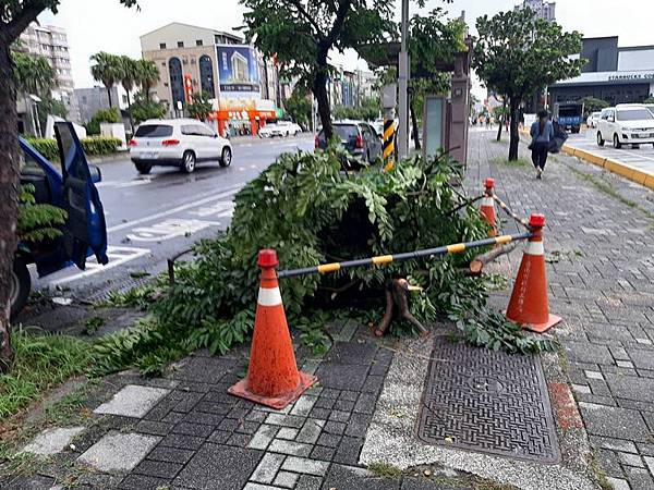 0828024路樹倒伏處理平台.jpg