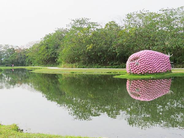 大溪月眉落羽松