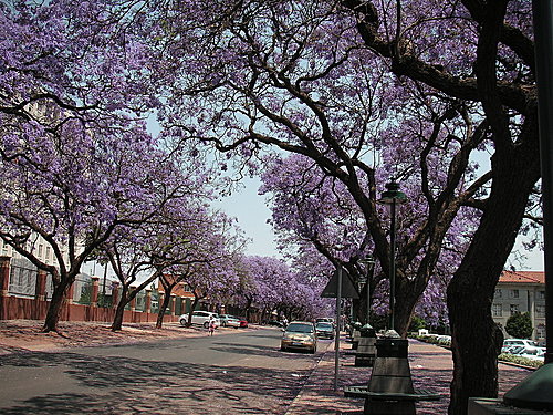 紫薇花[jacaranda]