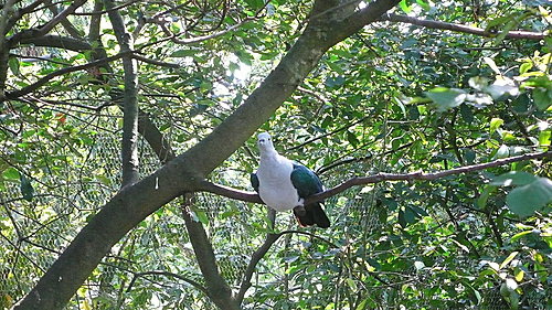 籠中鳥飛也飛不了　　　