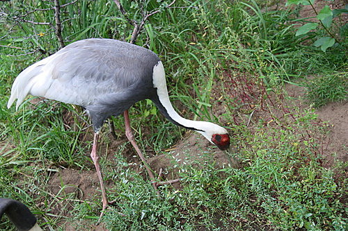 090801鳥與林