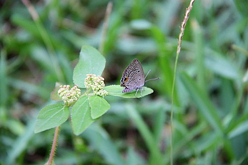 091008石垣島台日聯誼[3] 140.jpg