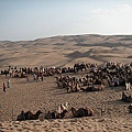 響沙灣等待遊客乘騎的駱駝群