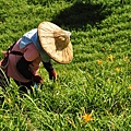 120818花蓮金山針山[ni]大 220.jpg