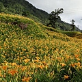 120818花蓮金山針山[sony] 310.jpg