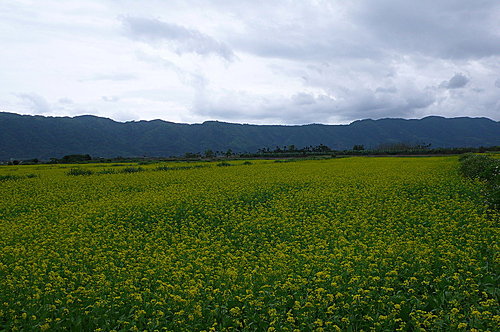 壽豐鄉花海