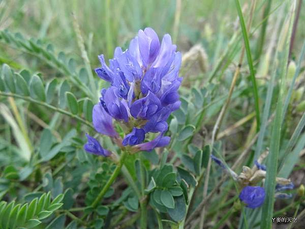 20130806外蒙&俄羅斯[sw1] 800.jpg