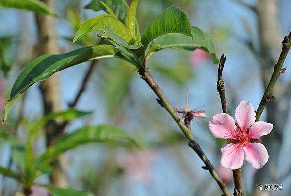 20140204宜蘭花蓮[小白] 060.jpg