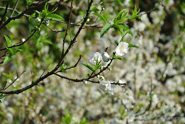 20140204宜蘭花蓮[小白] 071.jpg