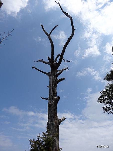 201403016保生..農場.塔曼山 543.jpg