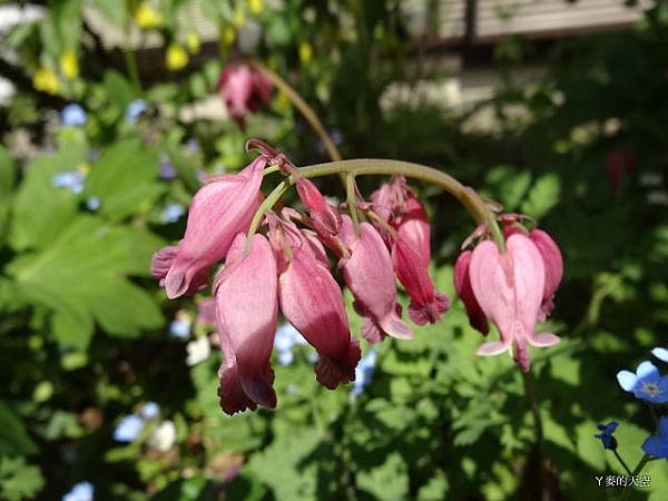 20130512日本慶生會 129.jpg