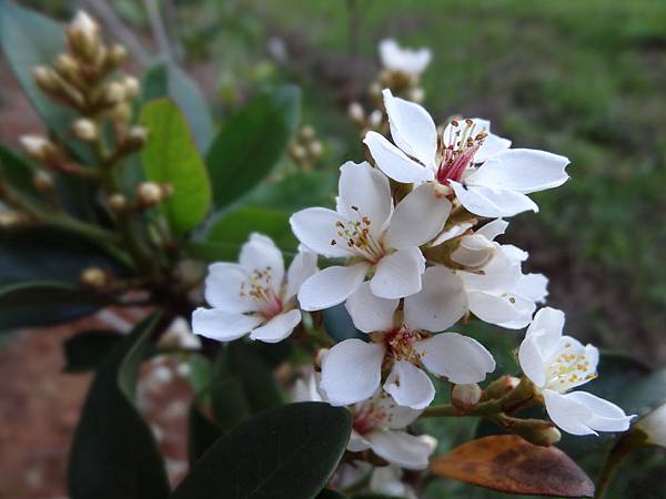 20140412花花虎頭山 062.jpg