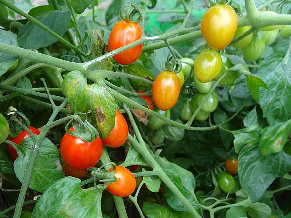 20140511母親節 130.jpg