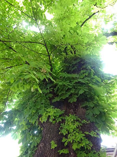 20140517巴爾幹半島行[sw2] 996.jpg歐洲七葉樹