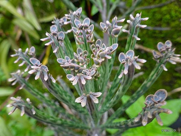 20140628寒溪呢豐山[小] 334.JPG