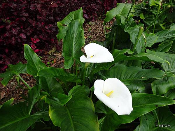 20140628寒溪呢豐山[小] 581.JPG